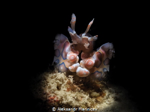 Harlequin Shrimp
Romblon Island, Philippines by Aleksandr Marinicev 